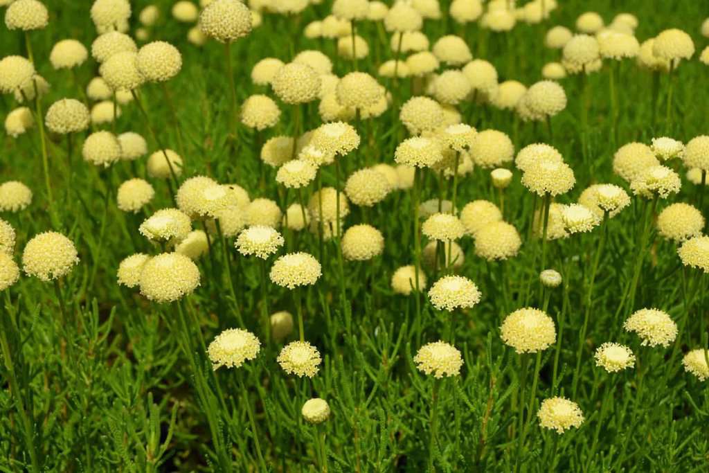 Santolina rosmarinifolia ssp. rosmarinifolia 10-15 cm